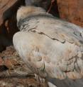 The Cape Vulture experienced a 40 percent decline IBAs.
