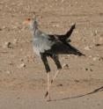 Secretarybird was simulated to disappear from Namibia