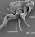 This image shows the anatomy of a flea showing sections of the leg.