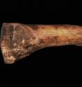 This is the fossilized foot bone -- fourth metatarsal of <i>Australopithecus afarensis</i> (AL 333-160) -- recovered from Hadar, Ethiopia.
