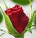 NC State University roses contain something extra to keep them safe from petal blight: a gene from celery.