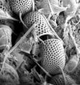 Studying the fossilized remains of diatoms in sediments tell us a great about past climate.