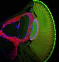 The photoreceptor nerve cells (green) of the fly's compound eye send their axons to the brain's optic ganglia. Scientists have now discovered that the axons are able to recognize their target area in the brain thanks to the interaction of two genes.