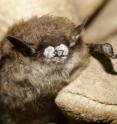 A mathematical model has found culling to be an ineffective strategy for controlling the deadly white-nose syndrome, a disease that has killed an estimated one million bats in North America.