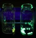 U-M researchers have developed pure organic phosphorescent crystals. Here, they glow yellow and green when triggered by ultraviolet light.