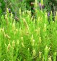 These are <i>Lavendula viridis</i> plants.