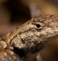A Western fence lizard (<i>Sceloporus occidentalis</i>) can be found with dozens of ticks attached to it. However, they have a unique influence on the ecology of Lyme disease. The lizard's immune system clears the Lyme disease bacteria from ticks after the ticks feed on the lizard.