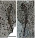 These images are part and counterpart of a macroscopic Lantian fossil, probably a seaweed, with differentiated morphologies including a distinct root-like holdfast to secure the organism on sea bottom, a conical stem, and a crown of ribbon-like structures. Scale bar is 1 centimeter.
