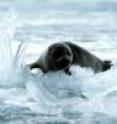 The Baikal seal, or nerpa, lives in ice caves on the lake during the winter. It is the only freshwater seal in the world.