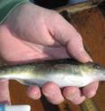 Researchers discovered a mutation in tomcod living in the Hudson River that enables the fish to survive in waters heavily contaminated with PCBs.