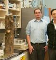 A University of Missouri research team, including (from left) Brian Thompson, Chung-Ho Lin and George Stewart, recently found a compound in the needles of Red Cedar trees that can kill methicillin-resistant Staphylococcus aureus (MRSA), a “superbug” that is resistant to most medications.
