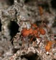 This is a leaf-cutter ant tending a fungal garden.