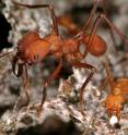 These are workers of the Texas leafcutter ant species, <I>Atta texana</I>. These are workers of the Texas leafcutter ant species, <I>Atta texana</I>.