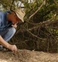 Dr. Ulrich Mueller, professor of integrative biology at the University of Texas at Austin, inspects a Texas leafcutter mound at the Brackenridge Field Lab in Austin, Texas. Dr. Ulrich Mueller, professor of integrative biology at the University of Texas at Austin, inspects a Texas leafcutter mound at the Brackenridge Field Lab in Austin, Texas.