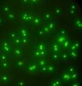 These are cysts and oocysts as seen by fluorescence microscopy.