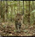 This is a jaguar in Peru.