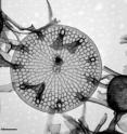 The diatom <I>Skeletonema marinoi</I> is a common species in the spring bloom. Here magnified 10,000 times by electron microscopy.