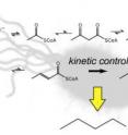 The enzyme pathway by which glucose is turned into n-butanol is set against the silhouette of an <I>E. coli</I> bacterium. The pathway, taken from <I>Clostridium</I> bacteria and inserted into <I>E. coli</I>, consists of five enzymes that convert acetyl-CoA, a product of glucose metabolism, into n-butanol (C4H9OH).