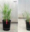 The images show rice plants treated with drought, followed by recovery.  Each image shows two kinds of rice plants.  The plants to the left of the red tape lack the Sub1A gene; the plants to the right of the red tape have Sub1A.  The image marked "Day 0" shows the plants when the experiment began.  The image marked "Day 8" shows the plants on the eighth day of drought.  The image marked "Recovery" shows that only the plants with the Sub1A gene are recovering from drought stress after the pot was regularly watered for 14 days after Day 8.