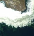 Ice edge blooms often follow retreating ice, as shown here on July 5, 2007, south of Wrangel Island in the eastern Chukchi Sea. Satellite data captured by the NASA MODIS-Aqua sensor, processed by Mati Kahru.