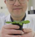 Dr. Jun Fan holdis an <I>Arabidopsis</I> plant.
