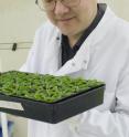 Dr. Jun Fan holds <I>Arabidopsis</I> plants.