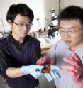 Qiming Wang and Xuanhe Zhao are researchers at   	 Duke University.