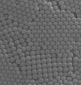 This is a scanning electron microscope image of polystyrene nanoparticles. These particles are roughly 100 nanometers in diameter, and are readily detected with the analyzer. The uniform size distribution is used to calibrate the instrument.