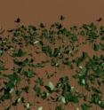 This rendering of the guerrilla trifolium (clover) used in 3-D animation of the virtual prairie project is based on professor Marc Garbey’s computer data generated for this project at the University of Houston.