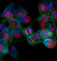 By silencing genes two at a time in cells like these, the scientists can analyze the genes’ combined effects. In this microscopy image of human cells, nuclei are shown in red, cell membranes in green, and the cellular scaffolding in blue.