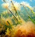 Because seagrass habitat depends on a few species of plants, lost species are often not replaced, and the effects may ripple up to fishery species.