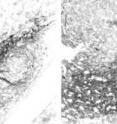 Choi et al. show that rotenone -- a drug that induces Parkinson's disease in rodents -- selectively kills dopaminergic neurons by depolymerizing microtubules, leading to the accumulation of dopamine and cytotoxic reactive oxygen species. Rotenone and other factors have been thought to cause Parkinson's disease by inhibiting mitochondrial complex I, but Choi et al. demonstrate that neither genetic nor chemical inhibition of complex I is sufficient to cause dopaminergic cell death. The substantia nigra of mice lacking the complex I subunit Ndufs4 (right) contains the same number of tyrosine hydroxylase–positive dopaminergic neurons as wild-type mice (left). The study appears in the March 7 issue of the <I>Journal of Cell Biology</I>.