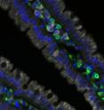 Gerbe et al. define tuft cells as a new secretory lineage in the intestine. These rare cells can be distinguished from the four other main cell types of the intestinal epithelium by their co-expression of SOX9 (red) and COX1 (green). Microtubules are shown in white.