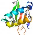 The color changes from blue to red as the protein chain goes from the amino to carboxyl termini. The disulfide bonds in the protein are shown in gray.