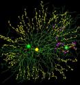 Cells and synapses reconstructed from serial block face electron microscopy data. A single starburst amacrine cell (yellow, note synaptic varicosities) and two direction-selective ganglion cells (green). Even though there is substantial dendritic overlap with both cells, all connections (magenta) go to the right ganglion cell.