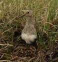 Pectoral Sandpiper -- one of the species found to be using the Arctic's Teshekpuk Lake as a "lover's lane."