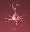 This is an illustration of a healthy neuron. A UT Health Science Center San Antonio study found a protective mechanism for neurons placed under mitochondrial stress.