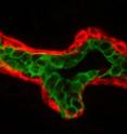 This tissue section from a normal mammary gland has been stained to show myoepithelial cells (red) and luminal epithelial cells (green).