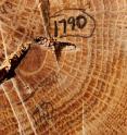 The researchers reconstructed the fire history of Hamilton County, Illinois, by examining fire scars and the growth rings of 36 old-growth trees.