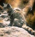 Once thought to live exclusively in the Andes, the Andean cat also occurs on the Patagonian steppe, according to the Wildlife Conservation Society and its partners.