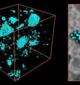 X-ray microtomograph (left) shows pores (blue) that remain within lightweight aggregates (LWAs) after water has migrated from the pre-wetted materials during the first day of hydration. In the two-dimensional image (right), the emptied pores are superimposed over the original microstructure (hydrating cement paste is white, sand is light grey, and LWA is dark grey), illustrating the detailed pore structure of LWA particles.
