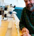 Richard Norris in his lab with ancient sediments obtained by the Ocean Drilling Program reveal the mark of "hyperthermals," warming events lasting thousands of years that changed the composition of the sediment and its color.  The dark color in the large sediment core sample at left depicts the onset and aftermath of a 55-million-year-old warming event when changes in ocean temperatures altered the composition of marine life