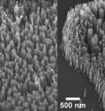 Images of carbon nanofibers grown from nickel nanoparticle catalysts: (left) without removing the ligands and (right) after removing the ligands from the nanoparticles before nanofiber growth. Note how the nanofibers grown from nanoparticles with ligands are more uniform in diameter and distribution.