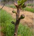 This is a photo showing Breba figs developing on one-year-old shoots.