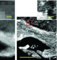 IRENI-generated images (right) are 100 times less pixelated than in those from conventional infrared imaging (left). Using multiple beams from a synchrotron provided made the difference, providing enough light to obtain a detailed image of the sample. With this technique, the quality of the chemical images is now similar to that of optical microscopy.