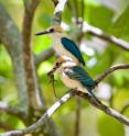 The entire population of the Tuamotu Kingfisher -- less than 125 -- lives on one tiny island in the south Pacific, and without serious intervention soon, they will cease to exist.