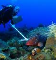 A team of scientists from the University of Miami and NOAA Fisheries Service has solved a conundrum that has stumped marine biologists for years -- how to accurately count reef fish.  It sounds simple, but the task is actually complex and critical in helping to evaluate the state of our oceans, coral reefs and the marine life that populate them. The results of this study help to support stock assessments of exploited species, evaluate "no-take" policies, and assess populations of reef fish for better long-term management.
