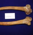 Researchers found that the heavier an individual was, the wider the shaft of that person's femur.