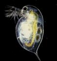 This is a picture of <i>Daphnia pulex</i>.
