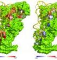 Crystal structure of glutaminyl tRNA synthetase (GlnRS, green) in complex with its substrate tRNA^Gln (yellow). Left panel: Color-coded residues depict favorable (blue) and unfavorable (red) effects on the free energy of glutamine binding from mutation at this position. Right panel: Effects of mutation on the ability of GlnRS to catalyze amino acid attachment to the tRNA. In this case all effects are unfavorable. Crystal structure of glutaminyl tRNA synthetase (GlnRS, green) in complex with its substrate tRNA^Gln (yellow). Left panel: Color-coded residues depict favorable (blue) and unfavorable (red) effects on the free energy of glutamine binding from mutation at this position. Right panel: Effects of mutation on the ability of GlnRS to catalyze amino acid attachment to the tRNA. In this case all effects are unfavorable.